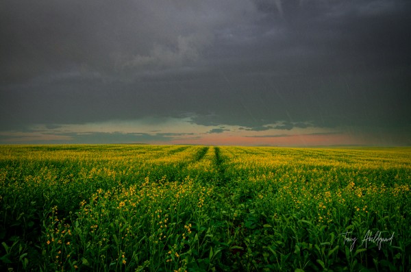 Rain Over Canola Hi Res   A3 by Tracy Abildgaard